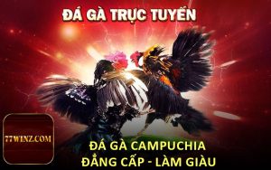 Đá Gà Campuchia - Đẳng cấp - Làm giàu