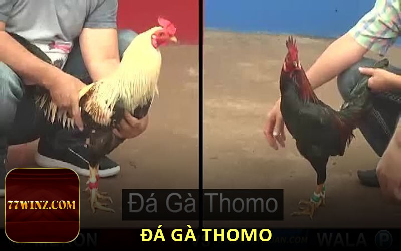 Đá gà Thomo