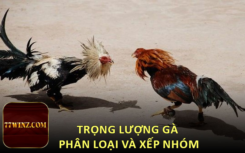 Trọng lượng gà phân loại và xếp nhóm